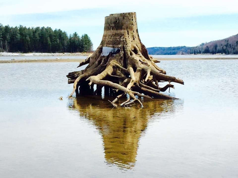 Une souche avec plusieurs racine rongées par l'usure de l'eau flotte au dessus de la surface d'un lac.